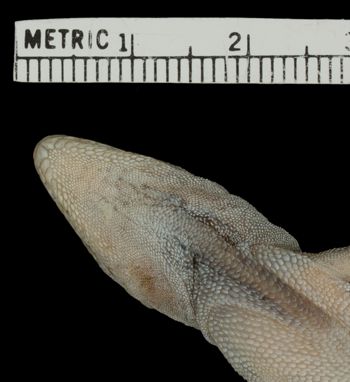 Media type: image;   Herpetology R-131876 Aspect: head ventral